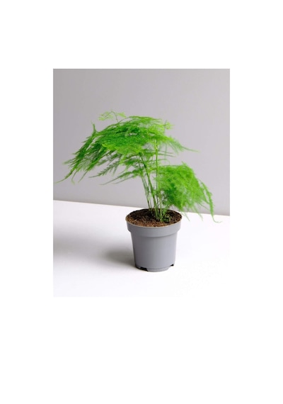 Asparagus Setaceus - Kuşkonmaz Mini - Ev Ofis Salon Iç Mekan Bitkisi - 20 Cm