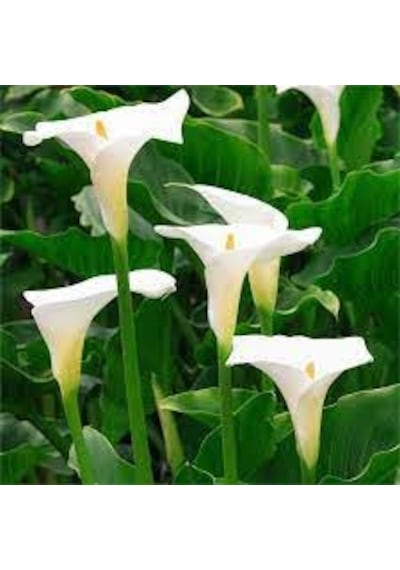 5 Adet Tohum Nadir Beyaz Calla Lily Çiçek Tohumu