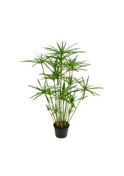 Japon Şemsiyesi 40-60cm 1 Adet Saksılı+salon Çamı 30-40 Cm 1 Adet Saksılı