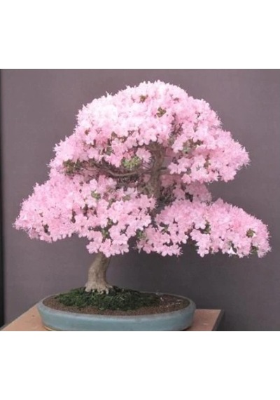 Bodur Ceherry Blossom Bonzai Ağacı Tohumu Ekim Seti 5 Tohum +Saks