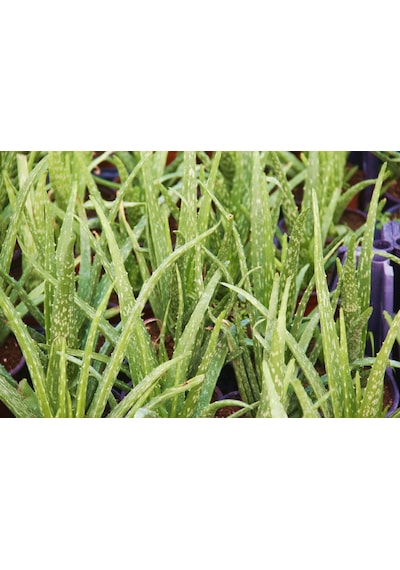 Aloe Vera Bitkisi 10 Adet