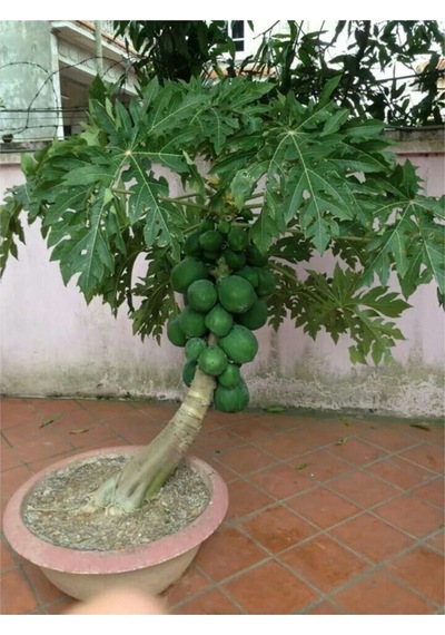 Bodur Saksılık Papaya Ağacı Tohumu 3 Adet Tohum
