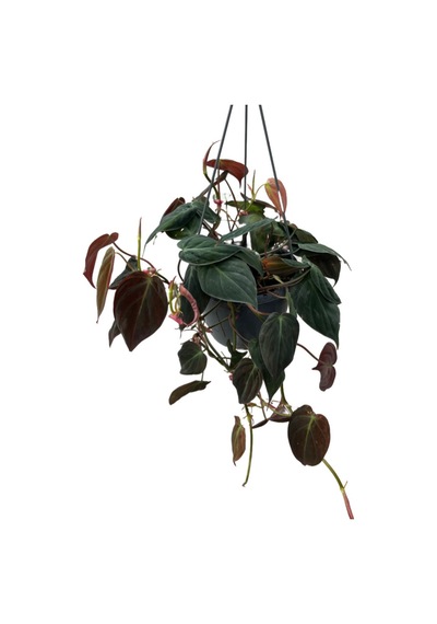 Philodendron Micans
