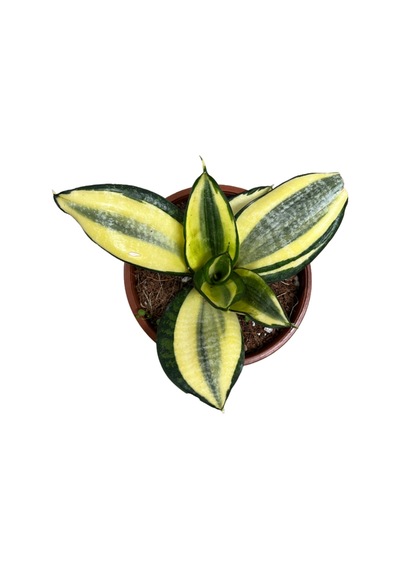 Sansevieria Golden Hahnii Paşa Kılıcı Ø12 Cm H15-20 Cm