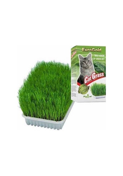 Cat Grass Kedi Çimi