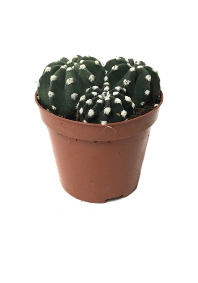 Echinopsis Subdenudata (Kaktüs) Ø8,5 CM Y10-15 CM
