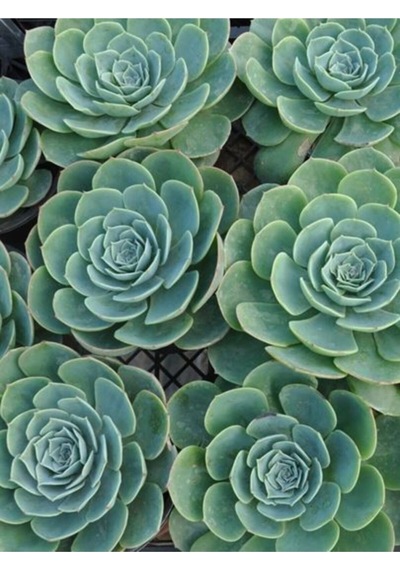 Serada Decor Plant Dev Boy Xxl Echeveria Glauca Aşkın Gözyaşı Sukulent Bitki