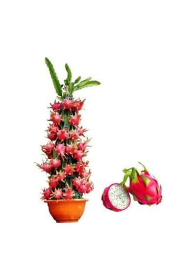 Tropikal Saksılık Pitaya Tohumu 5 Tohum Ejder Meyvesi Tohumu Pithaya