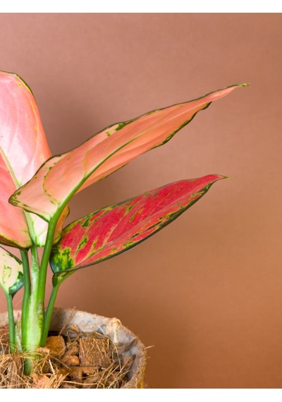 Aglonema Aglaonema Commutatum 27 Cm Kırmızı Yapraklı Form