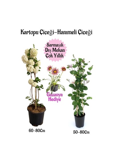 Kartopu Çiçeği 1 Adet +hanıme Çiçeği 1 Adet+kırmızı Gazanya Saksılı Bahçe Seti