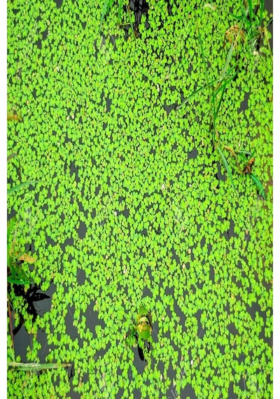 Su Mercimeği 10X10 Kapta