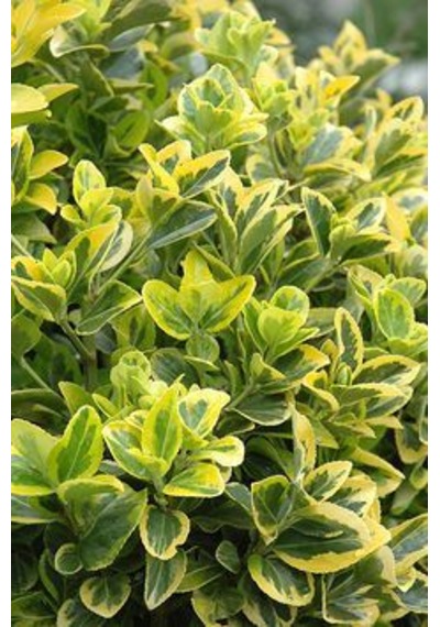 Gold Taflan Fidanı Euonymus Japonicus 'aureomarginatus' - 2 ...