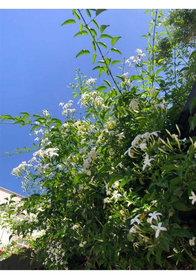 Jasminum Polyanthum Jasmine Kokulu Çim Yasemini Beyaz 1 Adet Saksılı 30-60cm