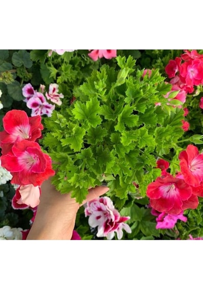 Ceylan Gözü Sardunya Fidanı Alaca Beyaz 10-20 Cm