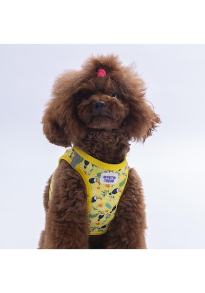 Tropical Breeze Göğüs Tasması Ve Sevk Kayışı Tasma Seti Papağan Desenli Kedi Köpek Göğüs Tasması Seti Sarı