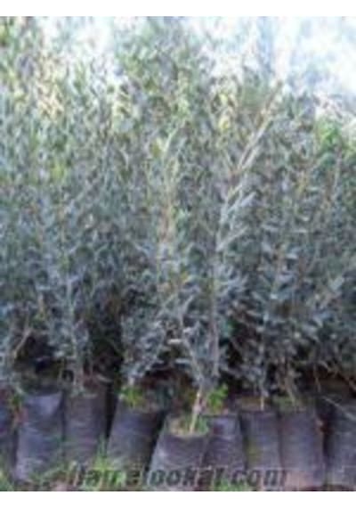 Videolu Gemlik Zeytin Fidanı 90 110 Cm Tüplü 4 Adet Zeytin Fidesi Olive Seedling