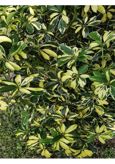 Videolu 5 Parmak Şeflera Bitkisi 80 100 Cm 1 Adet Saksılı Iç Mekan Bitkis Schefflera