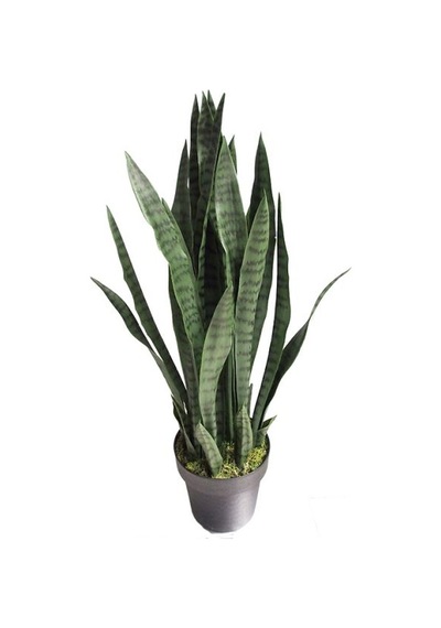 Sansevaria Peygamber Kılıç Çiçeği Paşa Kılıcı 15-25 Cm