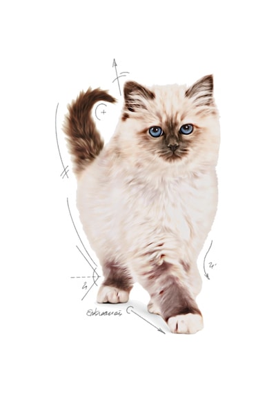 Royal Canin Kitten Kedi Maması 4 KG
