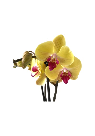 Phalaenopsis 'Miraflore (Sarı Orkide) 12 CM 70-80 CM