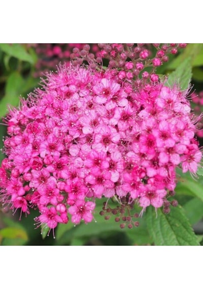 Videolu 3 Adet Pembe Ispirya Çiçeği Fidanı 40-60 Cm Saksılı Çiçekli Bodur Spiraea Vanhouttei