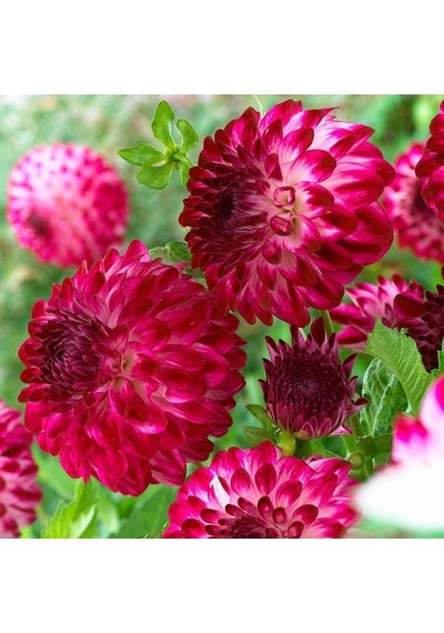 Cherry Red Ponpon Aster Çiçeği Tohumu 50 Tohum