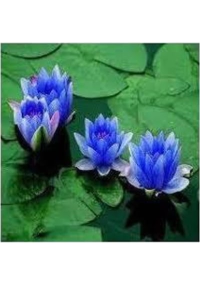 1 Adet Tohum Nadir Bulunan Mavi Lotus Çiçeği Tohumu Lotus Su Çiçeği Tohumu Nilüfer Çiçeği Tohumu