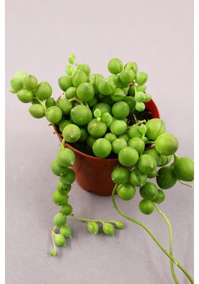 Senecio Rowleyanus - Tesbih Çiçeği