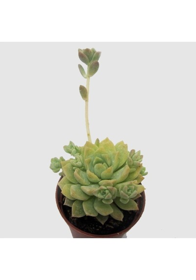 Echeveria Profilicea Sukulent Bitki