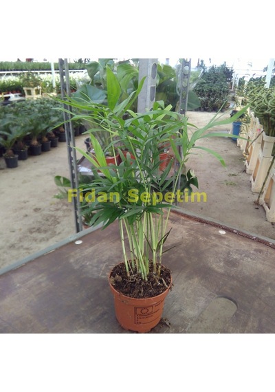 Dağ Palmiyesi Bitkisi chamaedorea Elegans 30-40 Cm