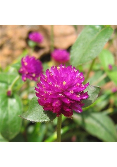 Gomphrena Globosa Koyu Pembe Medine Çiçeği Tohumu 50 Tohum