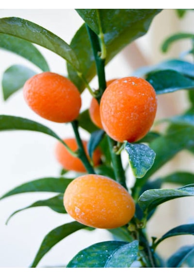 Kamkat Fidanı Bodur 50 60 Cm 1 Adet Dragon Anaç Saksılı /tüplü Meyve Ağacı Kumquat