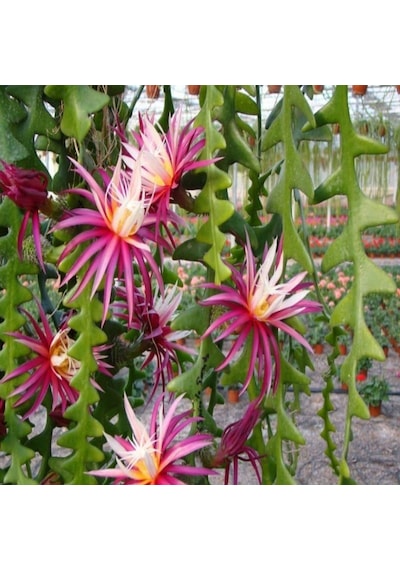 Epiphyllum Selenicereus Anthonyanus Atlas Çiçeği Fidanı 9 Luk Saksıda
