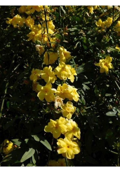 Sarı Çiçekli Yasemin 60 80cm 1 Adet Yasemin Jasminum Mesnyi Esthetic Architecture