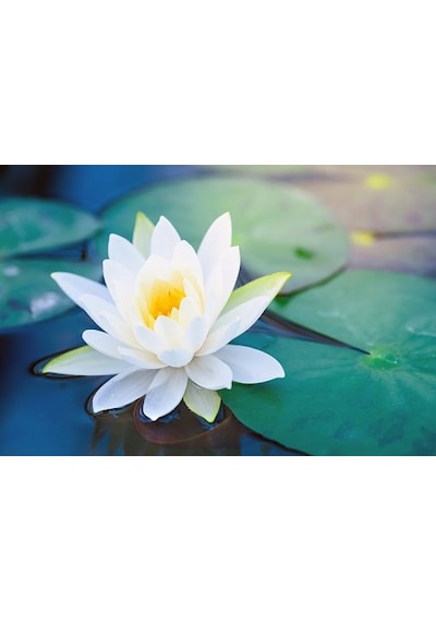 3 Adet Beyaz Renk Lotus Çiçeği Nilüfer Tohumu