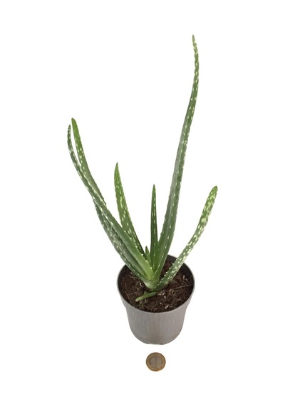 Aloe Vera - Kaktüs