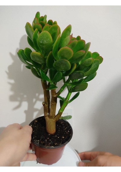 Bonsai Para Çiçeği Şans Çiçeği Bereket Çiçeği 10-20 Cm