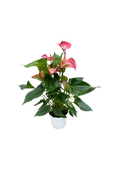 Betonish Anthurium Livium Flamingo Çiçeği