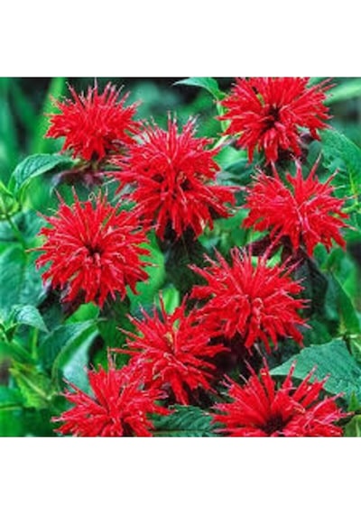 5 Adet Tohum Nadir Bulunan Kırmızı Bergamot Çiçeği Tohumu Saksı