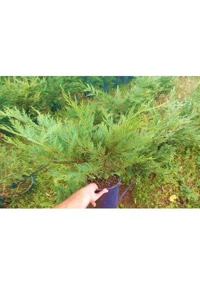 Yayılıcı Leylandi Cupressocyparis Leylandii Horizantelis 40-60 Cm