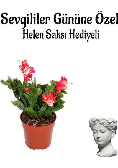Öğretmenler Gününe Özel Kırmızı Renk Yılbaşı Çiçeği Helen Saksı Hediyeli