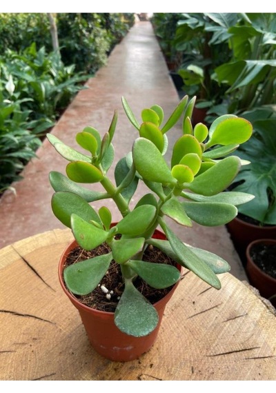 Crassula Ovata Para Çiçeği Para Çiçeği Yerli Üretim 10-20 Cm