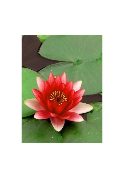 5 Adet Tohum Organik Lotus Kırmızı Su Zambak Tohumu Kaliteli Hasat Nilüfer Çiçek Tohumu