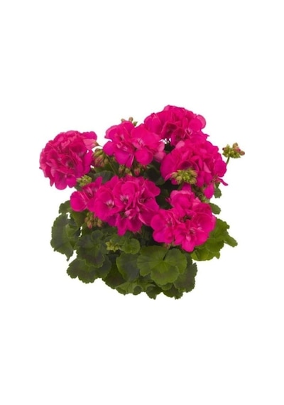 Koyu Pembe Sardunya Fidesi 10-20 Cm