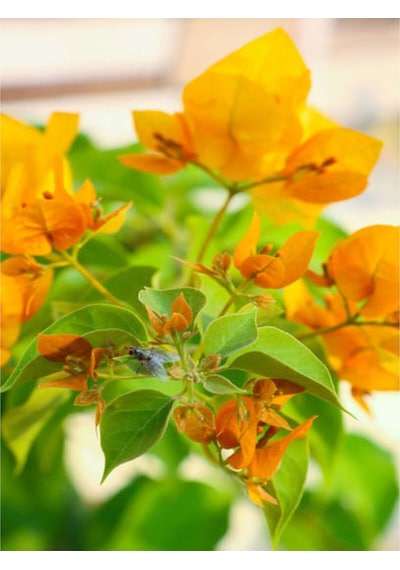 Sarı Begonvil 40 60 Cm 1 Adet Saksılı Çiçekli Iç/ Dış Mekan Bitkisi Bougainvillea