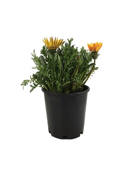 Turuncu Gazanya 5 15 Cm 10 Adet Saksılı/ Tüplü Çiçekli Bodur Bitki Gazania Diğer