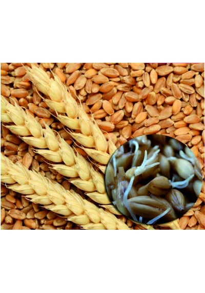 Çimlendirmelik Tozsuz Organik Buğday 1kg