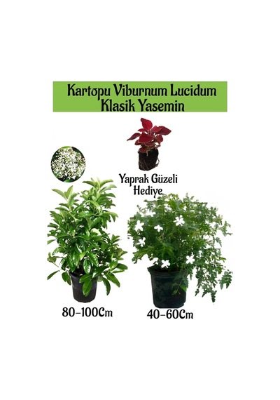 Avantajlı Kartopu Viburnum 1 Adet+klasik İzmir Yasemini 1 Adet+yaprak Güzeli Hediye Bahçe Bitkisi
