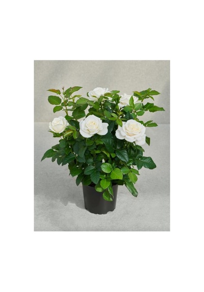 Beyaz Gül Fidanı 10-20 Cm