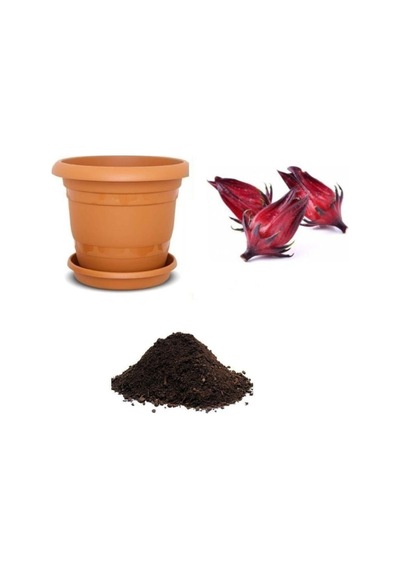Ithal Hibiscus Tohumu Ekim Seti